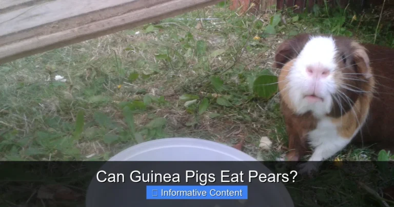 Can Guinea Pigs Eat Pears?