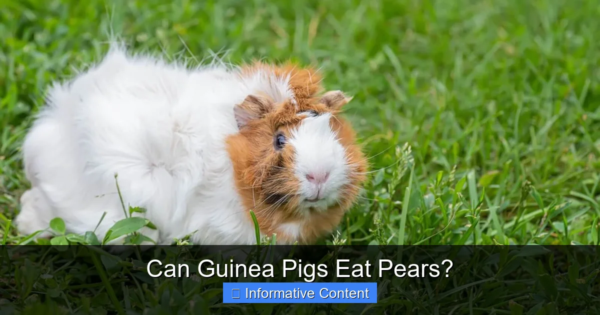 Can Guinea Pigs Eat Pears?