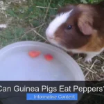 Can Guinea Pigs Eat Peppers?