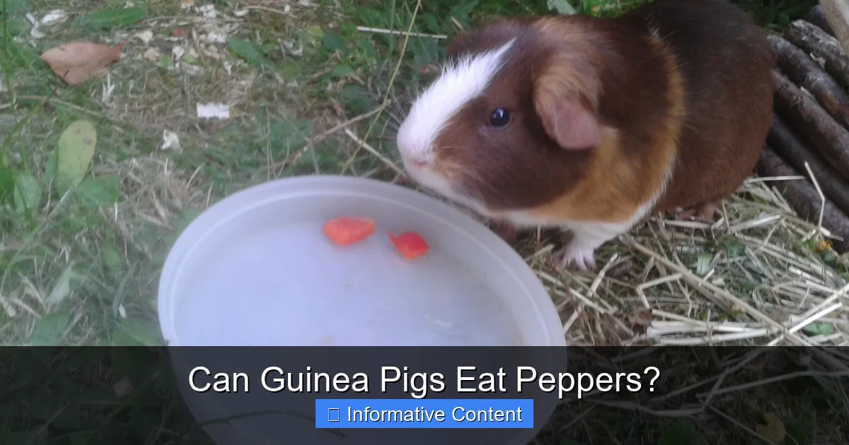 Can Guinea Pigs Eat Peppers?