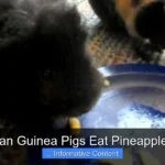 Can Guinea Pigs Eat Pineapple?