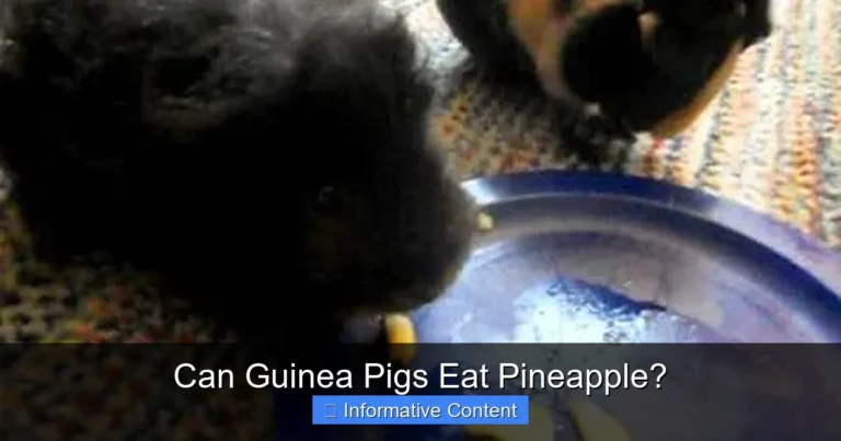 Can Guinea Pigs Eat Pineapple?