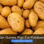 Can Guinea Pigs Eat Potatoes?