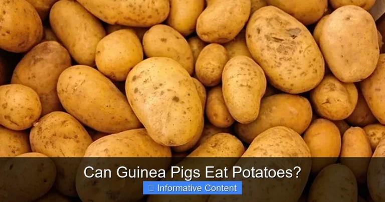 Can Guinea Pigs Eat Potatoes?