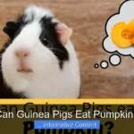 Can Guinea Pigs Eat Pumpkin?