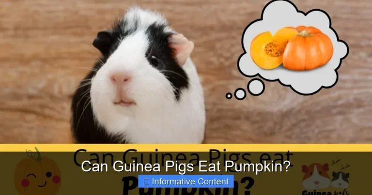 Can Guinea Pigs Eat Pumpkin?