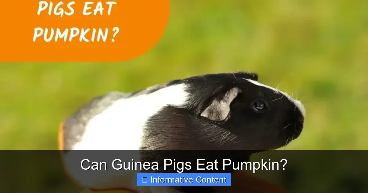 Can Guinea Pigs Eat Pumpkin?