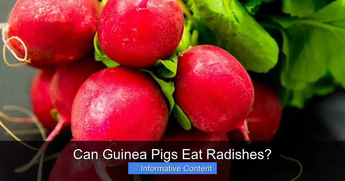 Can Guinea Pigs Eat Radishes?