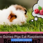 Can Guinea Pigs Eat Raspberries?