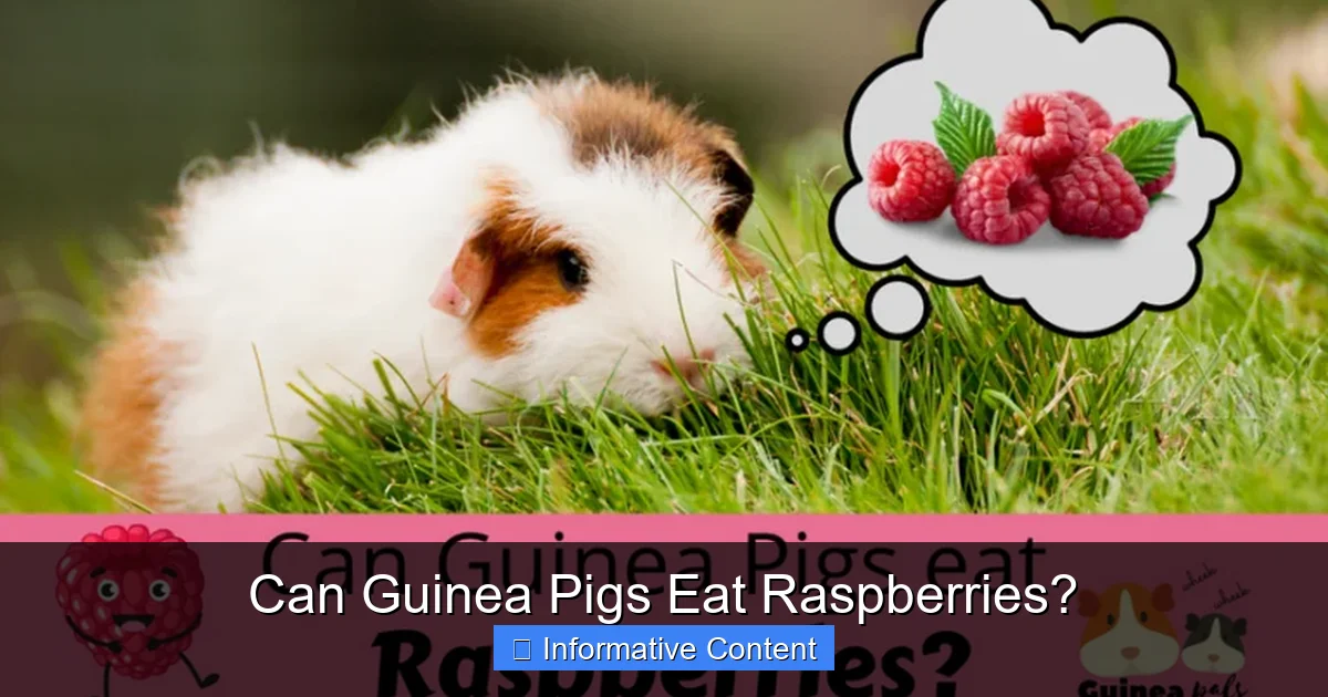 Can Guinea Pigs Eat Raspberries?