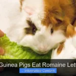 Can Guinea Pigs Eat Romaine Lettuce?