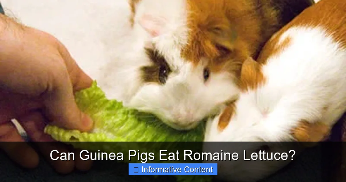 Can Guinea Pigs Eat Romaine Lettuce?
