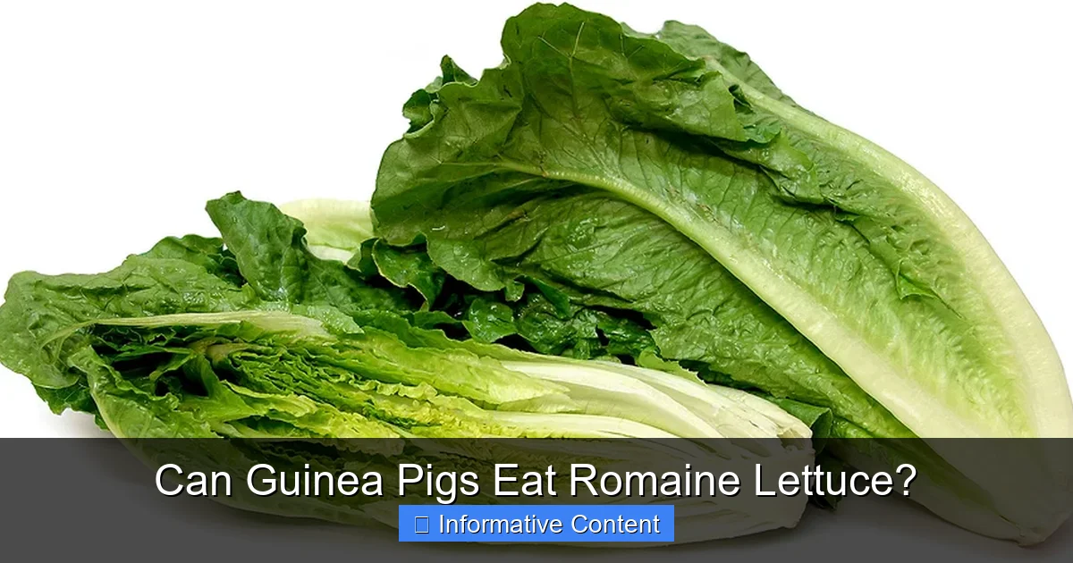 Can Guinea Pigs Eat Romaine Lettuce?