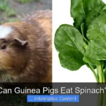 Can Guinea Pigs Eat Spinach?