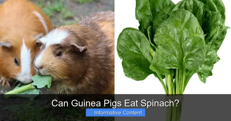 Can Guinea Pigs Eat Spinach?