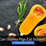 Can Guinea Pigs Eat Squash?