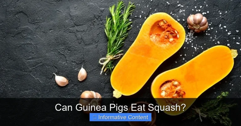 Can Guinea Pigs Eat Squash?