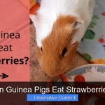 Can Guinea Pigs Eat Strawberries?