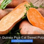 Can Guinea Pigs Eat Sweet Potato?