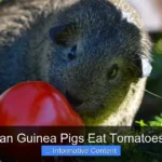 Can Guinea Pigs Eat Tomatoes?