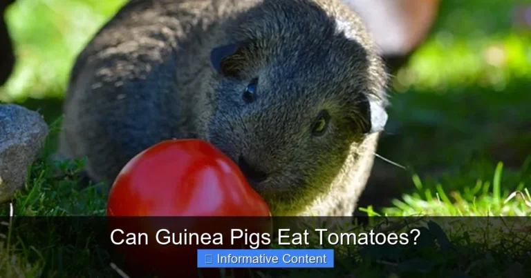 Can Guinea Pigs Eat Tomatoes?