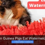 Can Guinea Pigs Eat Watermelon?