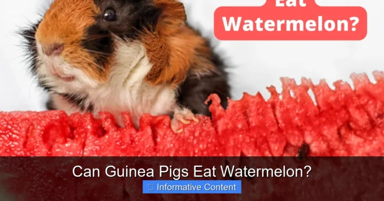 Can Guinea Pigs Eat Watermelon?