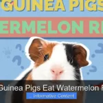 Can Guinea Pigs Eat Watermelon Rind?