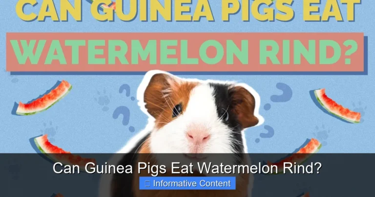 Can Guinea Pigs Eat Watermelon Rind?