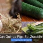 Can Guinea Pigs Eat Zucchini?