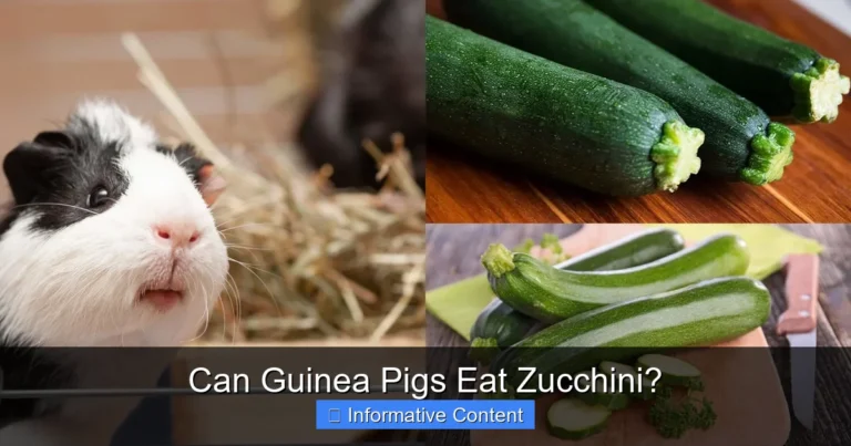 Can Guinea Pigs Eat Zucchini?