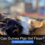 Can Guinea Pigs Get Fleas?