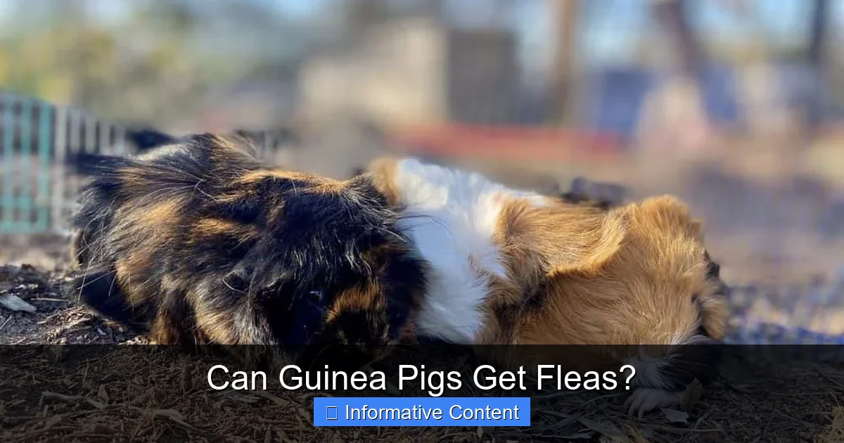 Can Guinea Pigs Get Fleas?