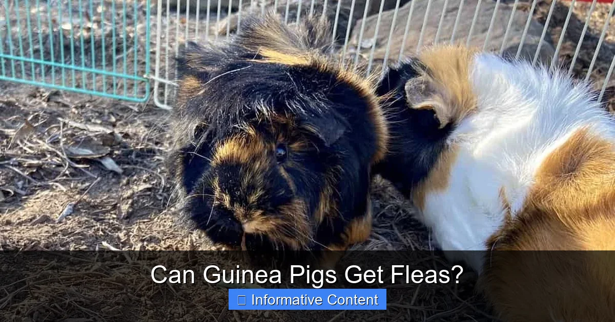 Can Guinea Pigs Get Fleas?