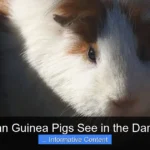 Can Guinea Pigs See in the Dark?