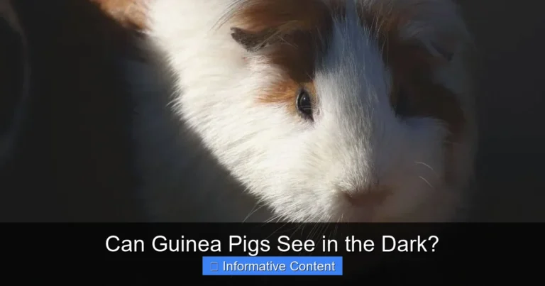 Can Guinea Pigs See in the Dark?