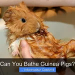 Can You Bathe Guinea Pigs?