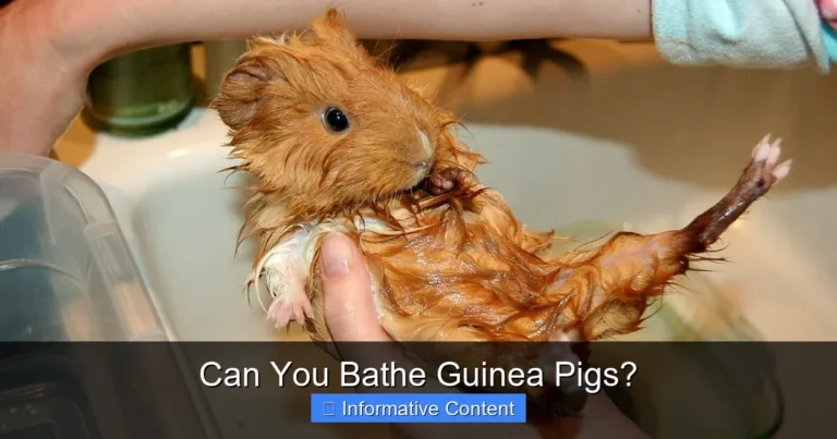 Can You Bathe Guinea Pigs?