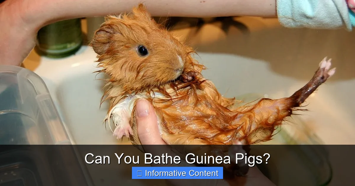 Can You Bathe Guinea Pigs?