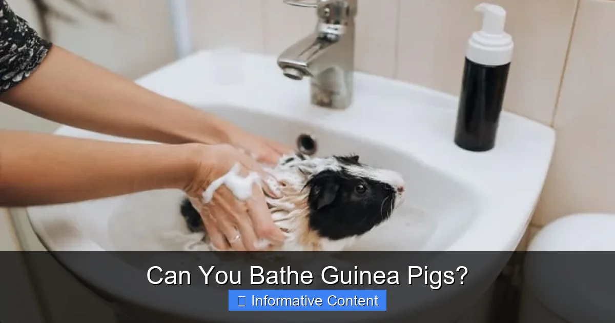 Can You Bathe Guinea Pigs?