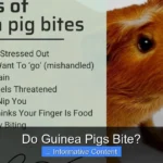 Do Guinea Pigs Bite?