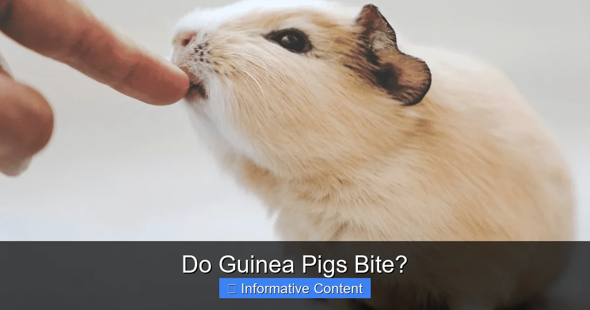 Do Guinea Pigs Bite?