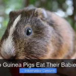 Do Guinea Pigs Eat Their Babies?