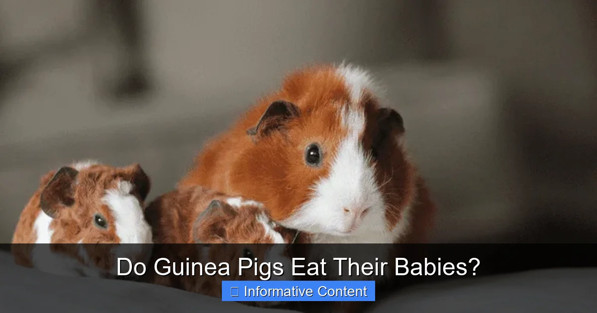 Do Guinea Pigs Eat Their Babies?