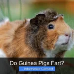 Do Guinea Pigs Fart?