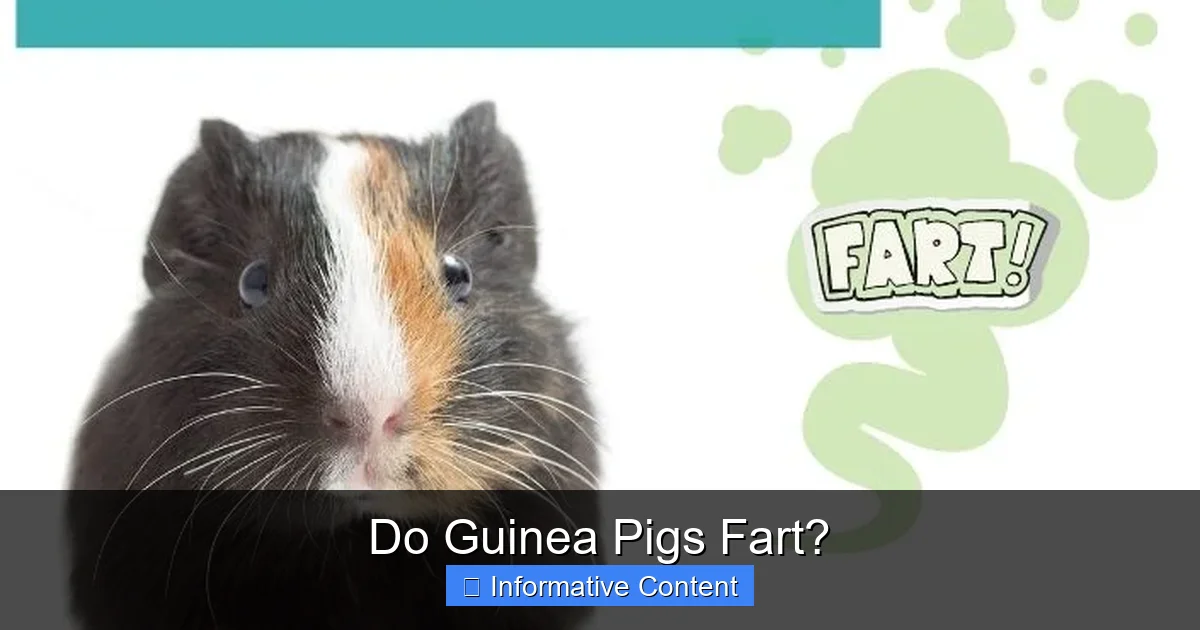 Do Guinea Pigs Fart?