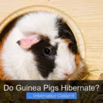 Do Guinea Pigs Hibernate?