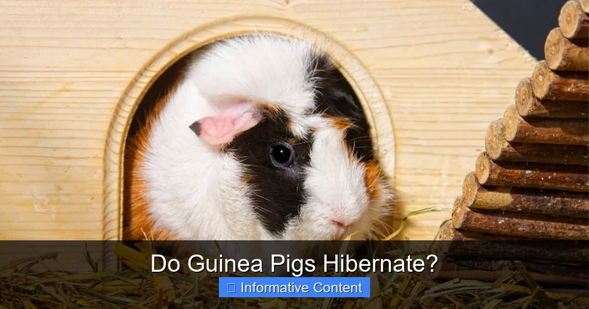 Do Guinea Pigs Hibernate?