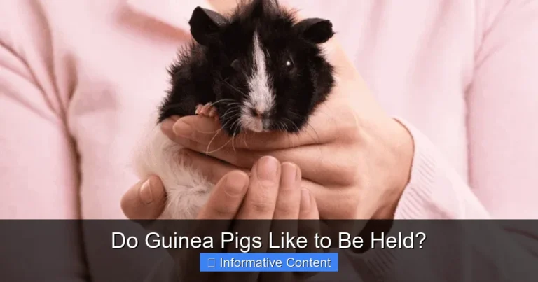 Do Guinea Pigs Like to Be Held?