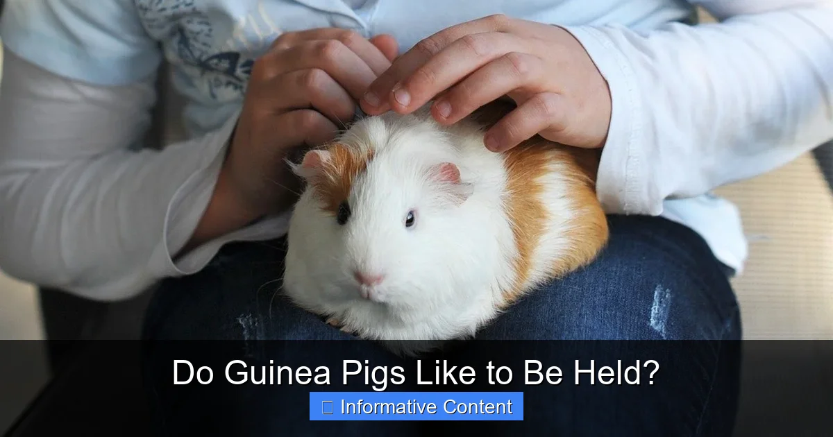 Do Guinea Pigs Like to Be Held?